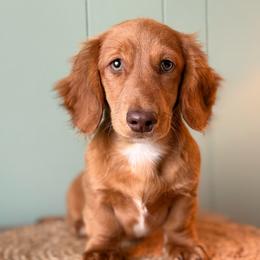 Chai - Red male Dachshund puppy in Ava, Missouri from Beaver Creek Kennels