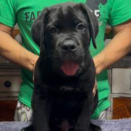 Black Brindle male - Black brindle male Cane Corso puppy in Clewiston, Florida from Far From Average Kennels