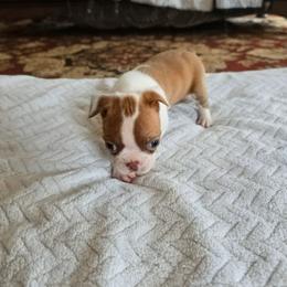 Emma - Red female Boston Terrier puppy in Walhalla, South Carolina from Dixies  southern  bostons