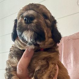 Bernedoodle Puppies from Triple W Doodles