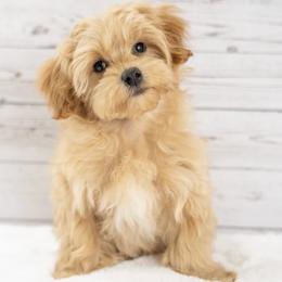 Murphy - Apricot male Maltipoo puppy in Salt Lake City, Utah from Marlene's Doodles