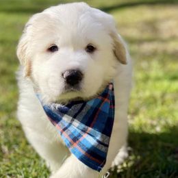 OFA health tested Aqua Boy - Great Pyrenees puppy from River's Bend Walnut Orchard