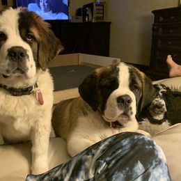 Newfoundland, Poodle, Saint Berdoodle, and Saint Bernard Puppies from Mammoth Doodles