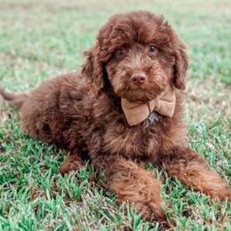 Archie - Chocolate male Goldendoodle puppy in Iola, Texas from Supreme Doodles of Texas