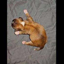 Girl 2 SC - Sable and white female Shih Tzu puppy in Meridian, Oklahoma from Crazy Love Kennels