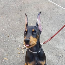 Doberman Pinscher Puppies from Lexa Dobermans