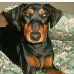 German Pinschers from Renlim German Pinschers