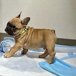 French Bulldog Puppies from Miller Frenchie Farm