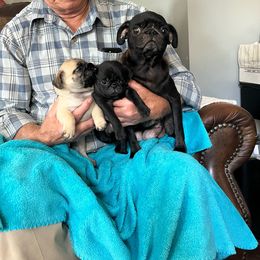 Tooties - Pug