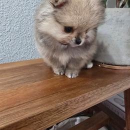 Truffle - Orange sable female Pomeranian puppy in Placer County, California from Lilmonster Pomeranians