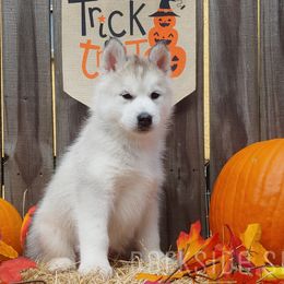 Siberian Husky Puppies from DarkSide Siberians