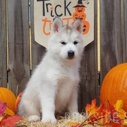 Siberian Husky Puppies from DarkSide Siberians