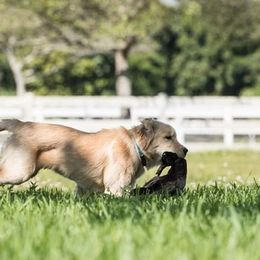 Golden Retrievers from Roc Starz