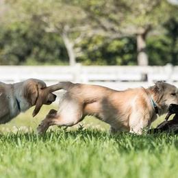 Golden Retrievers from Roc Starz