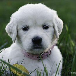 Girl 1 - Golden female Golden Retriever puppy in Murfreesboro, Tennessee from ATW Retrievers