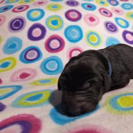 Sneezy - Black male Labrador Retriever puppy in Bemidji, Minnesota from Northern Star Elite Quality Labrador Retrievers