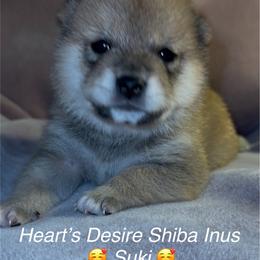 Suki (meaning, like or love) - Red male Shiba Inu puppy in Derby, Kansas from Heart’s Desire Shiba Inus