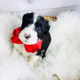 Duke - Black and white male Sheepadoodle puppy in Nixa, Missouri from Davis Family Doodles