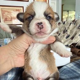 Isandro Algiz Gebo - Fawn male Pembroke Welsh Corgi puppy in Hallandalle, Florida from Algiz Gebo