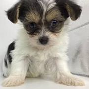 Girl 1 - Black gold and white female Shorkie puppy in Boca Raton, Florida from Tina-Marie's Pups