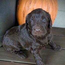 Monica - female Newfypoo puppy in South Haven, Minnesota from Hidden Haven Poodles and Doodles