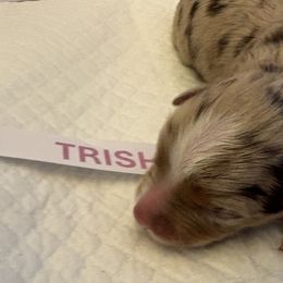 Miniature Australian Shepherds from MAS LUV