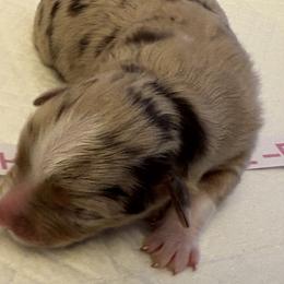 Miniature Australian Shepherds from MAS LUV