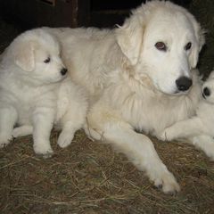 Maremma Sheepdog All Grown Up from Stoneybrook Working Dogs