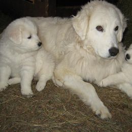 Maremma Sheepdog All Grown Up from Stoneybrook Working Dogs