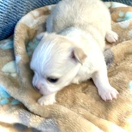 Chihuahua Puppies from Wild Mountain Chihuahuas