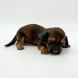 Basil - Sable male Dachshund puppy in Waddell, Arizona from Neu Doxies