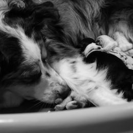 Australian Shepherd Puppies from WigglyButts Aussies LLC