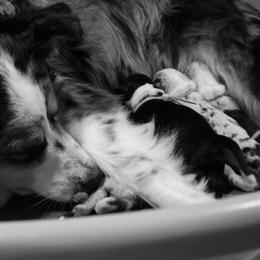 Australian Shepherd Puppies from WigglyButts Aussies LLC