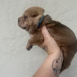 Maple - Red sable male Chinese Shar-Pei puppy in Lehigh Acres, Florida from Florida Wrinkles