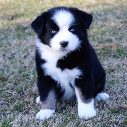Kristoff - Black Australian Shepherd puppy in Coldwater, Michigan from Northern Star Australian Shepherds