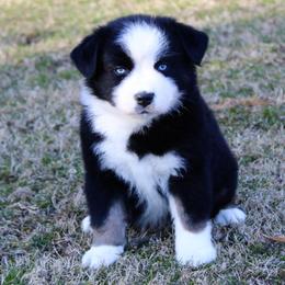 Kristoff - Black Australian Shepherd puppy in Coldwater, Michigan from Northern Star Australian Shepherds