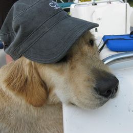 Golden Retriever All Grown Up from Golden Years