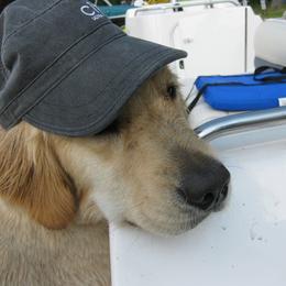 Golden Retriever All Grown Up from Golden Years
