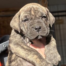 Purple Collar - Brindle female Boerboel puppy in Manitowoc, Wisconsin from Mae Boerboel