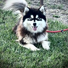 Eclipse - Pomsky
