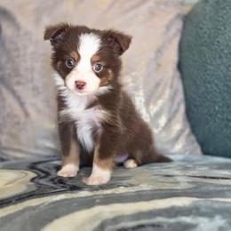 Aspen - Red tri female Toy Australian Shepherd puppy in Killen, Alabama from Wilkers Wholehearted Mini Aussies