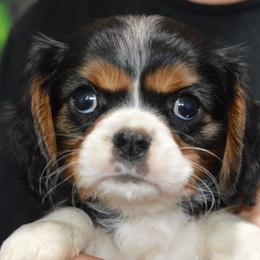 Regina - Tri-color female Cavalier King Charles Spaniel puppy in Townville, South Carolina from Mid Lake Cavaliers
