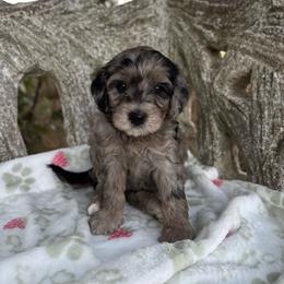 SYDNEY - female Australian Mountain Doodle puppy in Bristow, Oklahoma from 10-Acre Woods Cockapoos