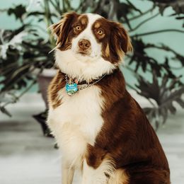 Australian Shepherds from My Home Australian Shepherds