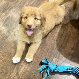 Ramones - Red female Nova Scotia Duck Tolling Retriever puppy in Albany, New York from Sardonyx Canines