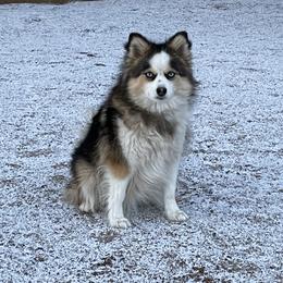 Nala - Pomsky