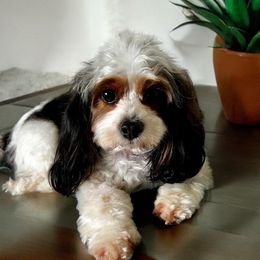 Maggie - Cavapoo
