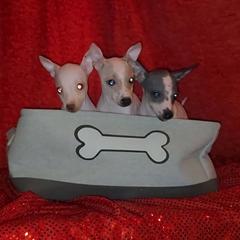 Lemonade - Lemon and white female American Hairless Terrier puppy in Lebanon, Missouri from Hearts Companions