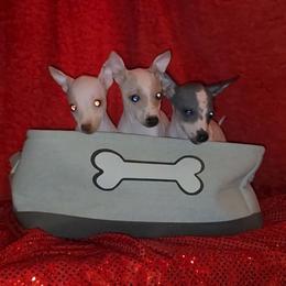 Lemonade - Lemon and white female American Hairless Terrier puppy in Lebanon, Missouri from Hearts Companions