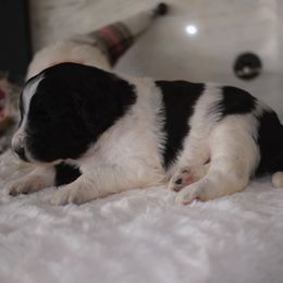 Girl 2 - Black and white female Aussiedoodle puppy in Pomona, California from Socal Aussiedoodles